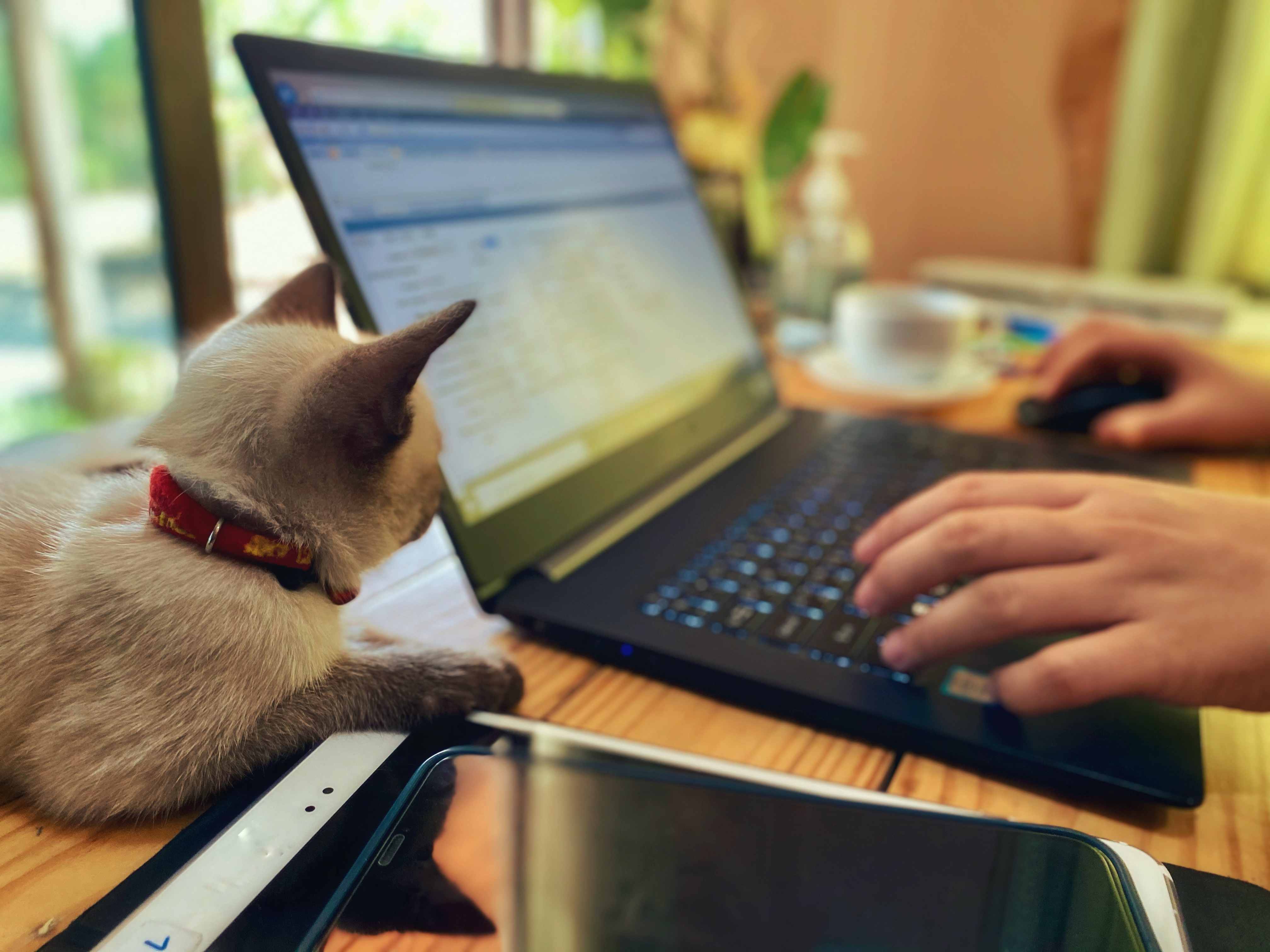 Практические примеры: кошки и напитки в мире ООП